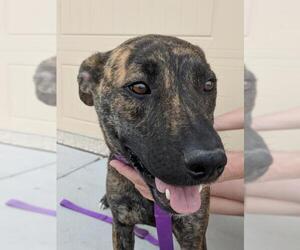 American Pit Bull Terrier-German Shepherd Dog Mix Dogs for adoption in Castle Rock, CO, USA