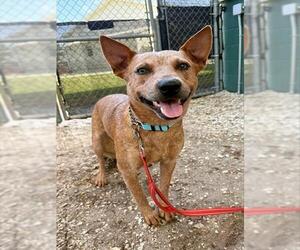 Mutt Dogs for adoption in Naples, FL, USA