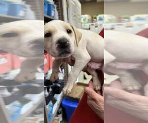 Medium Photo #1 Boxador Puppy For Sale in Columbus, IN, USA