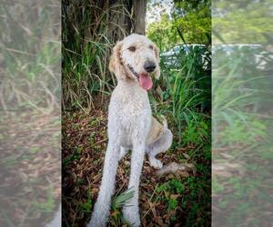 Goldendoodle Dogs for adoption in Bonita Springs, FL, USA