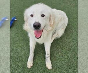 Labrenees Dogs for adoption in Rockwall, TX, USA