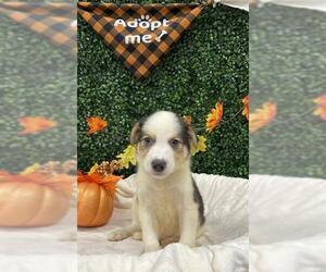 Collie-Unknown Mix Dogs for adoption in Grasswood, Saskatchewan, Canada