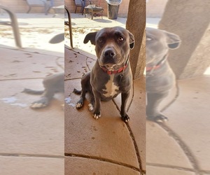 Staffordshire Bull Terrier Dogs for adoption in Santa Monica, CA, USA