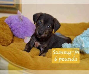Shepradors Dogs for adoption in SHERBURNE, NY, USA