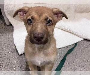 Labrador Retriever Dogs for adoption in Redwood City, CA, USA