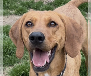 Mutt Dogs for adoption in Thomasville, NC, USA