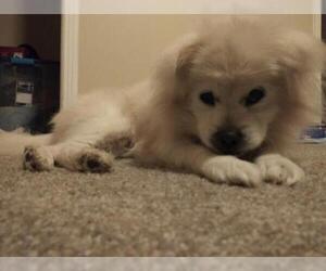 Pomeranian Dogs for adoption in Columbia, TN, USA