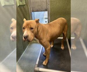 Mutt Dogs for adoption in Downey, CA, USA