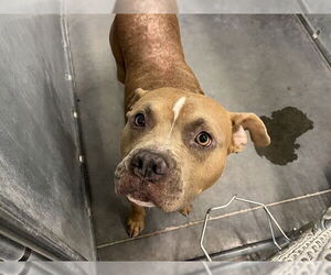 American Staffordshire Terrier-Unknown Mix Dogs for adoption in Tavares, FL, USA