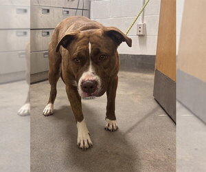 Mutt Dogs for adoption in Forestville, MD, USA