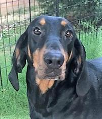 Black and Tan Coonhound Dogs for adoption in Genesee, WI, USA