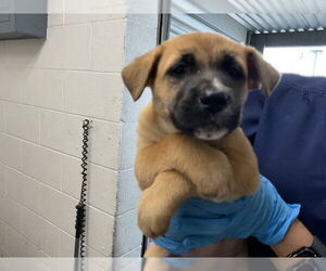 German Shepherd Dog-Unknown Mix Dogs for adoption in San Bernardino, CA, USA