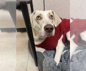 Labrador Retriever-Unknown Mix Dogs for adoption in Brewster, MA, USA