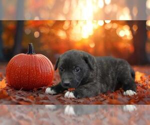 - Mix Dogs for adoption in HESPERIA, CA, USA