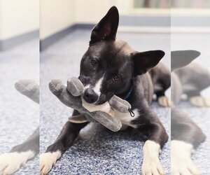 Huskies -Unknown Mix Dogs for adoption in Bemidji, MN, USA