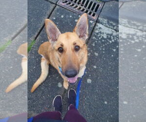 German Shepherd Dog Dogs for adoption in Seattle, WA, USA