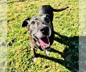 Bullboxer Pit Dogs for adoption in Modesto, CA, USA