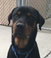 Medium Photo #2 Rottweiler Puppy For Sale in Hillsboro, NH, USA