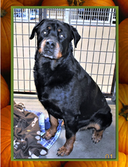 Rottweiler Dogs for adoption in San Jacinto, CA, USA