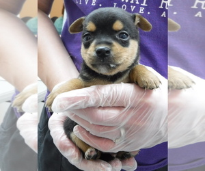 Chihuahua Dogs for adoption in Morton Grove, IL, USA