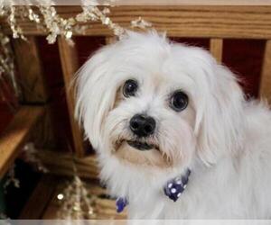 Maltese Dogs for adoption in Mundelein, IL, USA