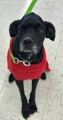 Labrador Retriever Dogs for adoption in Buffalo, NY, USA