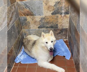 Huskies -Unknown Mix Dogs for adoption in Social Circle, GA, USA