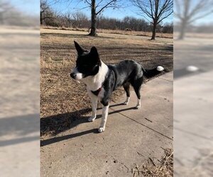 Border Collie-Unknown Mix Dogs for adoption in Fort Scott, KS, USA