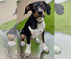 Beagle-Unknown Mix Dogs for adoption in Royal Palm Beach, FL, USA