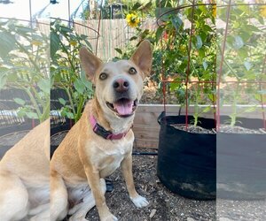 Australian Kelpie-Labrador Retriever Mix Dogs for adoption in San Diego, CA, USA
