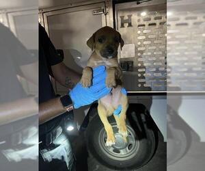 Chihuahua-Unknown Mix Dogs for adoption in San Antonio, TX, USA