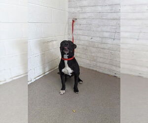 American Pit Bull Terrier Dogs for adoption in San Bernardino, CA, USA