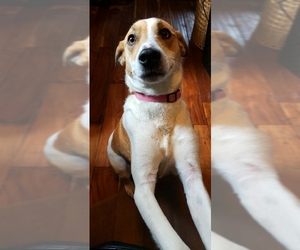 Jack Russell Terrier-Labrador Retriever Mix Dogs for adoption in Northville, MI, USA