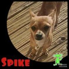 Chihuahua Dogs for adoption in Oro Valley, AZ, USA