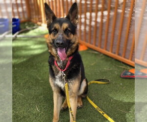 German Shepherd Dog-Unknown Mix Dogs for adoption in Las Vegas, NV, USA
