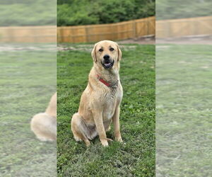 Labrenees Dogs for adoption in Osgood, IN, USA