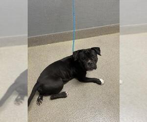 Mutt Dogs for adoption in Las Vegas, NV, USA