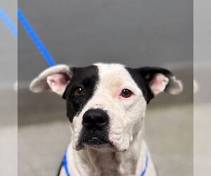 American Pit Bull Terrier-Unknown Mix Dogs for adoption in Las Vegas, NV, USA