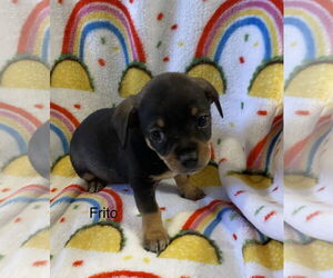 Mutt Dogs for adoption in Colorado Springs, CO, USA