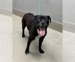 American Pit Bull Terrier-Unknown Mix Dogs for adoption in Las Vegas, NV, USA