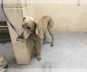 Weimaraner Dogs for adoption in Conroe, TX, USA