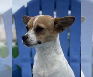 Medium Photo #3 Jack Russell Terrier-Unknown Mix Puppy For Sale in Arcadia, FL, USA