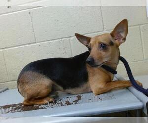Chihuahua-Unknown Mix Dogs for adoption in Downey, CA, USA