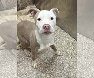 American Pit Bull Terrier Dogs for adoption in Martinsburg, WV, USA
