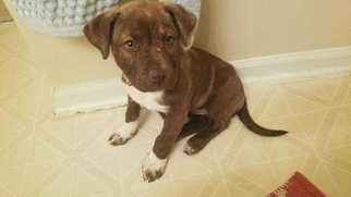 American Staffordshire Terrier Dogs for adoption in Durham, NC, USA