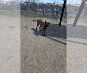 Mutt Dogs for adoption in Maquoketa, IA, USA