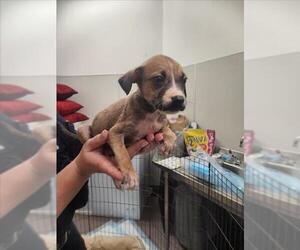 Chihuahua Dogs for adoption in Tracy, CA, USA