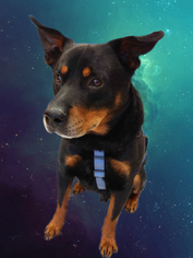 Medium Photo #1 Rottweiler-Unknown Mix Puppy For Sale in Johnson City, TN, USA
