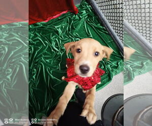 Mutt Dogs for adoption in Sterling, MA, USA