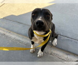 American Pit Bull Terrier-Unknown Mix Dogs for adoption in HESPERIA, CA, USA
